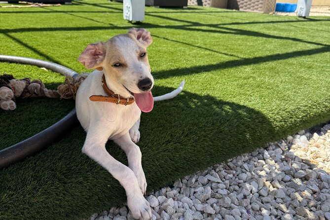 Coffee Cake and Cuddles with Rescue Puppies in a Sea View Villa - Key points at a glance
