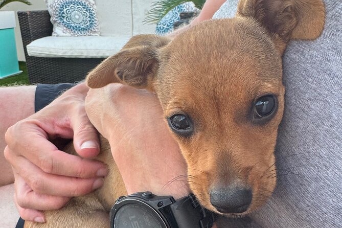 Coffee Cake and Cuddles with Rescue Puppies in a Sea View Villa - What happens during the 90 minutes