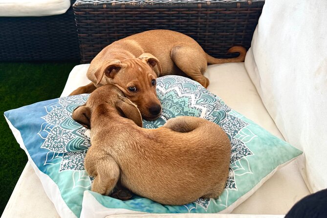 Coffee Cake and Cuddles with Rescue Puppies in a Sea View Villa - Cake, coffee, and vegan choices