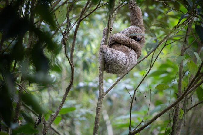 Coffee & Chocolate Tour+Sloths Park & Llanos de Cortez Waterfall - El Sabor de Doña Carmen and a taste of local life