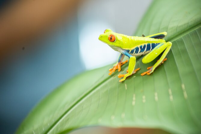 Coffee & Chocolate Tour+Sloths Park & Llanos de Cortez Waterfall - Which guide style suits you best