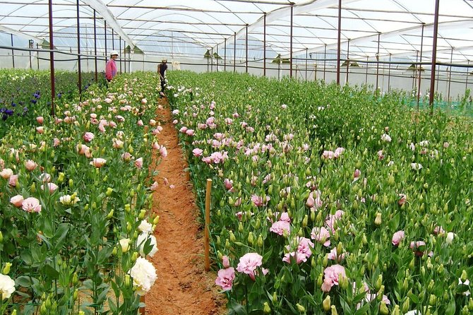 Coffee Class and DaLat Outskirt Tour - Elephant Waterfall and the current closure