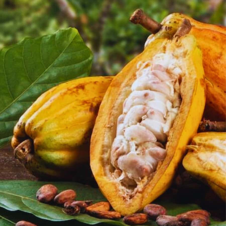 Coffee, Cocoa and Trekking Tour in Minca: Nature, Crops and Production - Guide quality and the personal touch