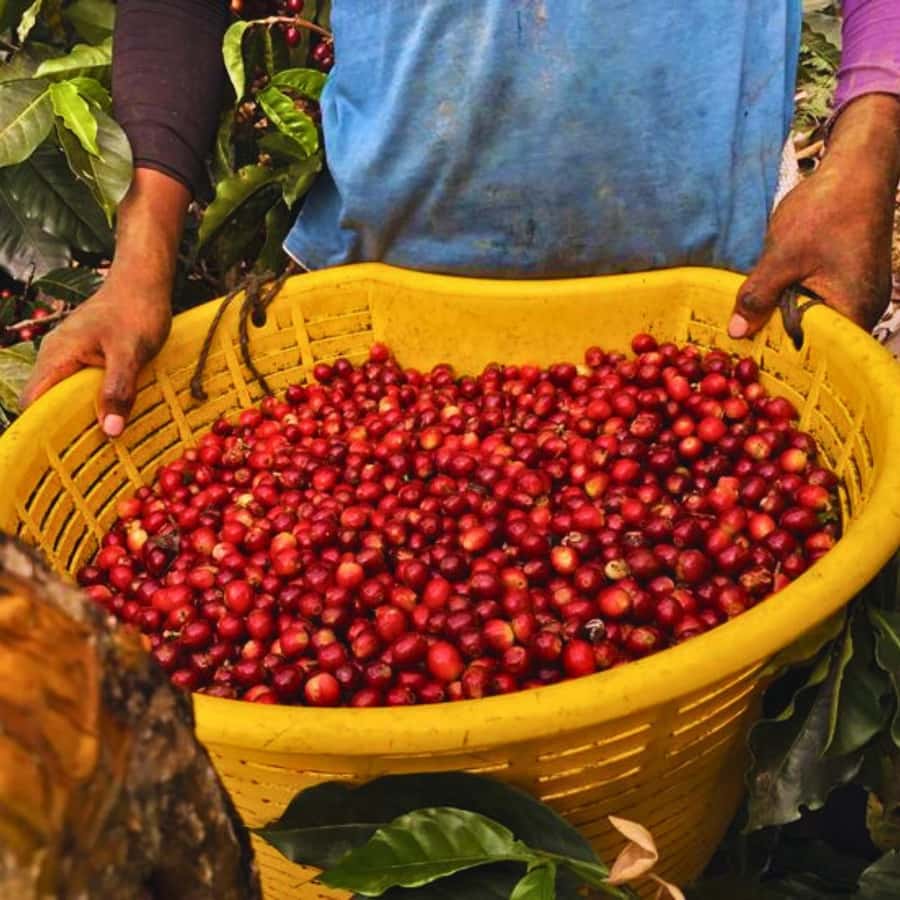 Coffee, Cocoa and Trekking Tour in Minca: Nature, Crops and Production - Starting in Minca’s central park