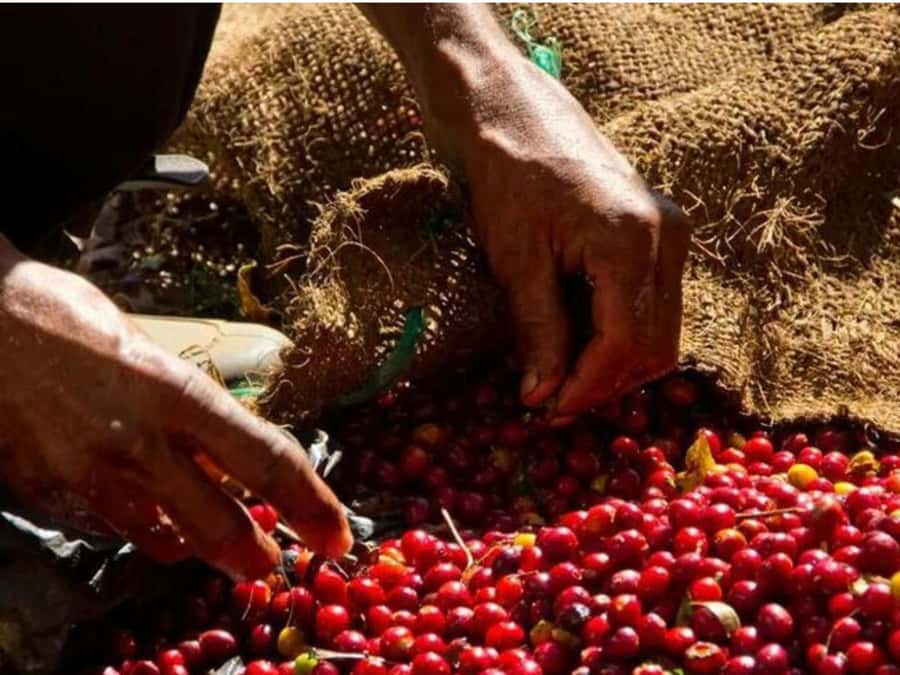 Coffee, Cocoa and Trekking Tour in Minca: Nature, Crops and Production - Coffee and cocoa at Finca San Rafael
