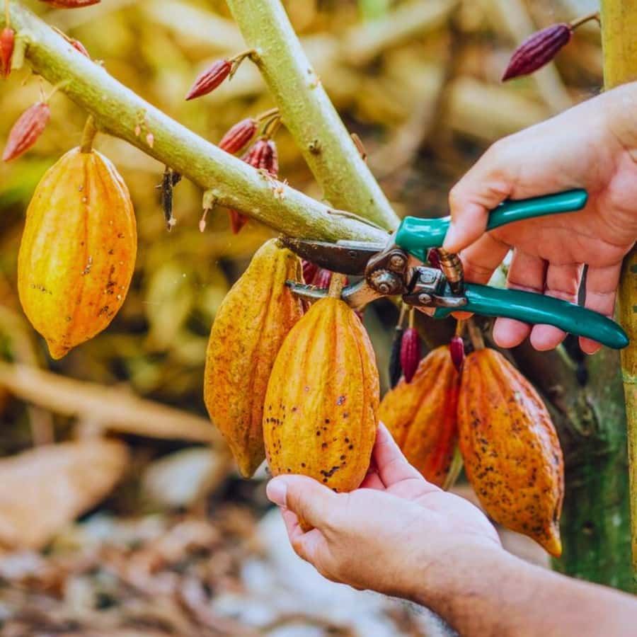 Coffee, Cocoa and Trekking Tour in Minca: Nature, Crops and Production - Crossing Puente de Minca