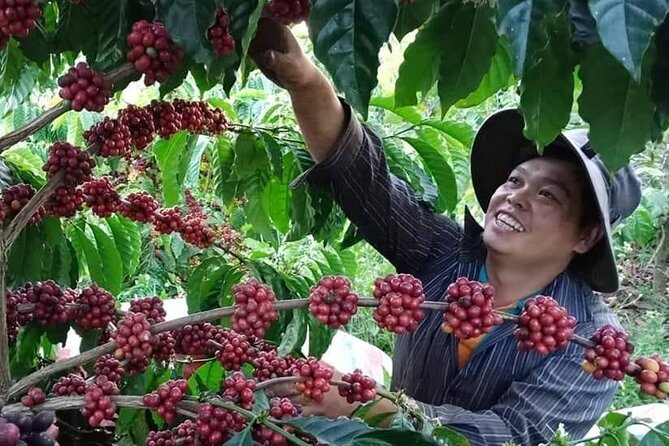 Coffee & Culture Experience _From Farm to Cup by Elon Farm - Key Points To Know Before You Book
