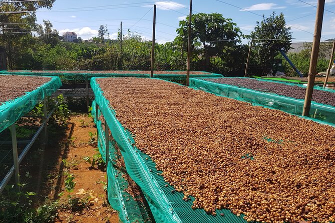 Coffee & Culture Experience _From Farm to Cup by Elon Farm - Roasting Your Own Beans