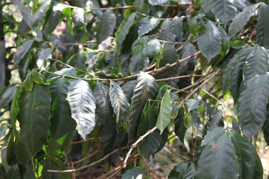 Coffee Experience: Hacienda Coloma Tour from Bogotá - Private transport and the eight-hour schedule