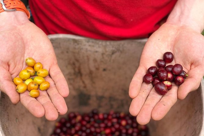 Coffee Farm and Salento Walking Tour - Walking Through a Century-Old Coffee Farm