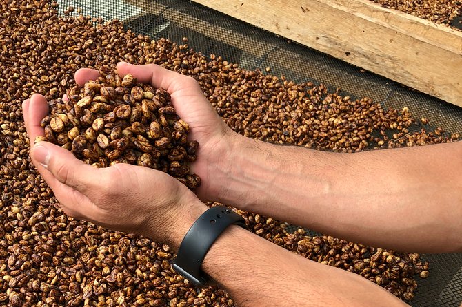 Coffee Farm and Salento Walking Tour - Price, Pace, and Overall Value