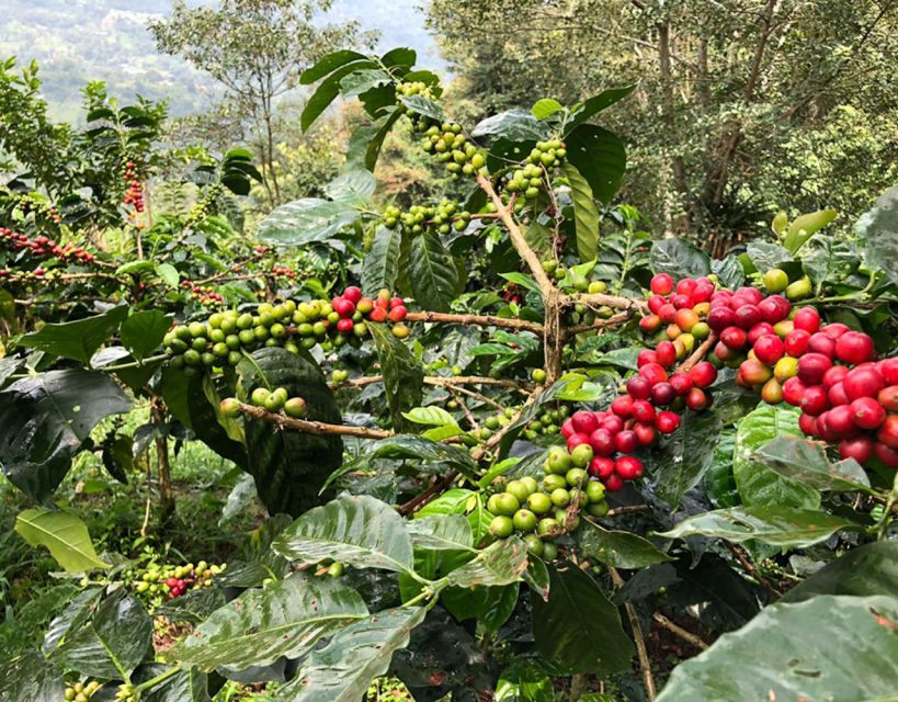 Coffee Farm and Salento Walking Tour - Learning to taste Colombian coffee