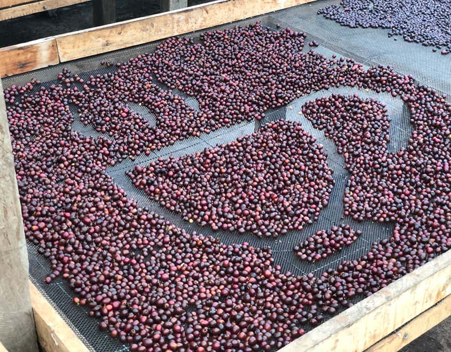 Coffee Farm and Salento Walking Tour - Who will enjoy this coffee experience most