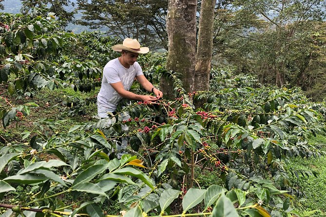 Coffee Farm and Salento Walking Tour - Reaching the traditional coffee farm