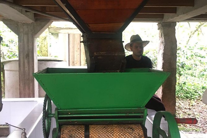Coffee Farm Experience Private Day Tour - Orchids, flowers, fruit trees, and farm animals