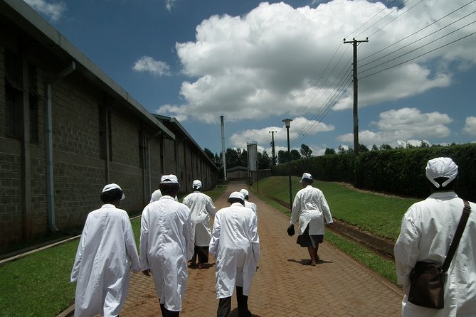 Coffee Farm Half-Day Tour in Kenya - Fairview Estate at 1,750 meters