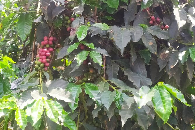 Coffee Farm Half-Day Tour in Kenya - The guide can shape the day