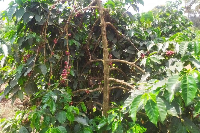 Coffee Farm Half-Day Tour in Kenya - What the four-hour schedule really gives you