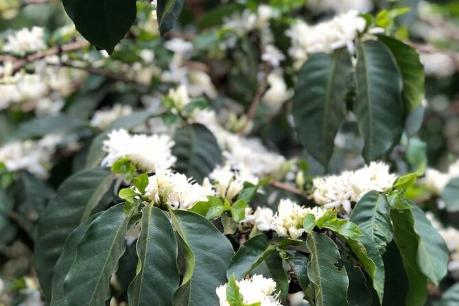 Coffee farm tour, coffee roasting and tasting experience - Fresh coffee, snacks, and a quiet finish