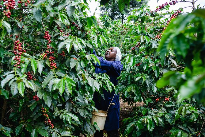 Coffee Farm Village & Factory Half Day Tour with Pick-Up - Leaving Nairobi for a working coffee estate