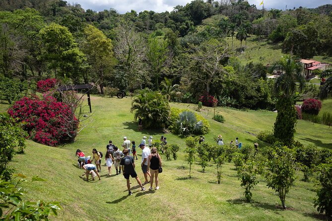 Coffee Plantation and River with Waterfalls in Puerto Rico - The plantation tour is worth considering, with one clear limitation