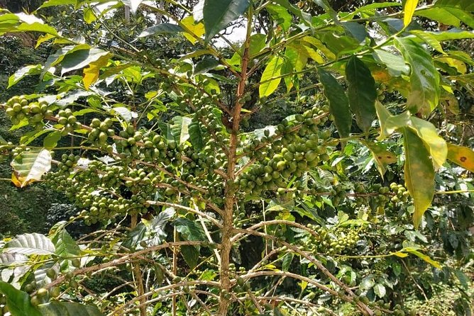 Coffee Plantation Experience - From Huatulco’s Coast to the Sierra Madre