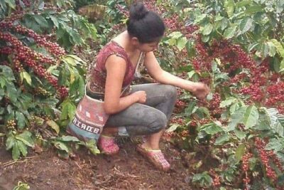 Coffee Plantation Experience