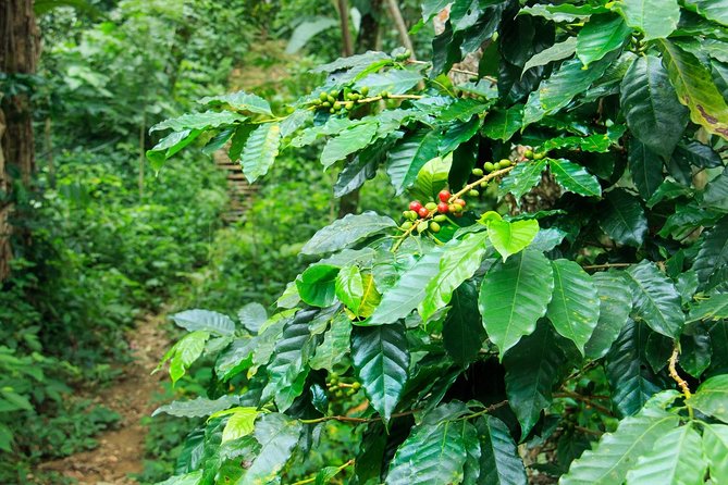 Coffee Plantation Experience - What the $90 Price Really Buys