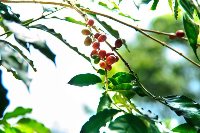 Coffee Plantation Experience - Lunch and the Practical Rhythm of the Day