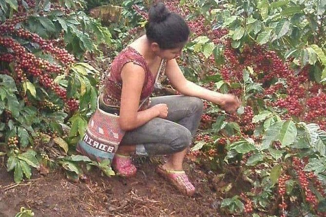 Coffee Plantation Experience - Why Pluma Hidalgo Is Worth the Drive