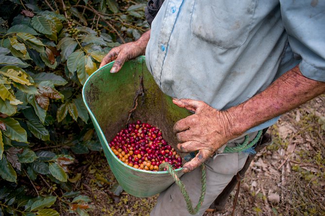 Coffee Tour. - Why this coffee tour is worth your time