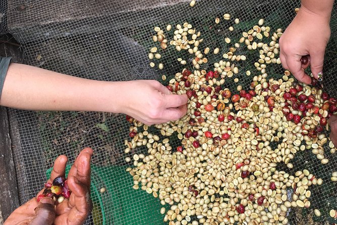 Coffee tour and Buffet Lunch with Kingstone Asilia (Arusha) - Planting and picking coffee cherries