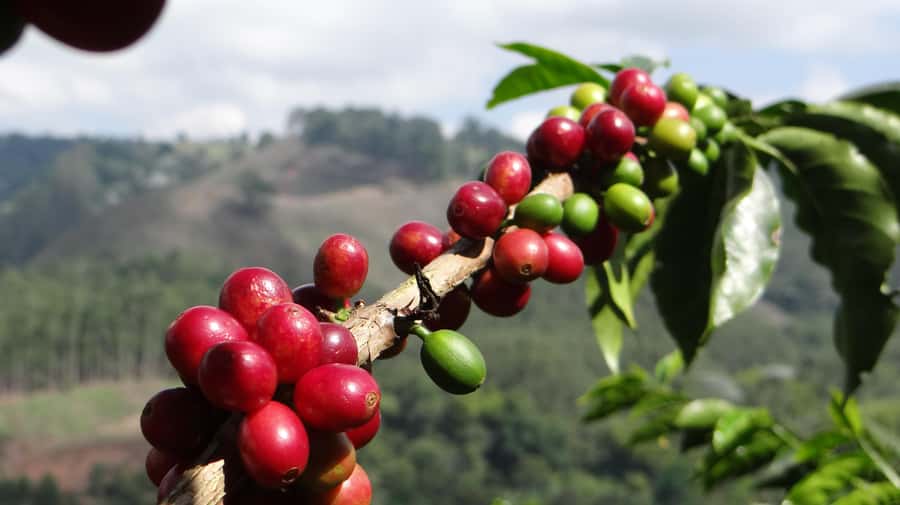 Coffee Tour at Finca El Ocaso Salento: Traditional Spanish Farm - The traditional cloth-strainer tasting