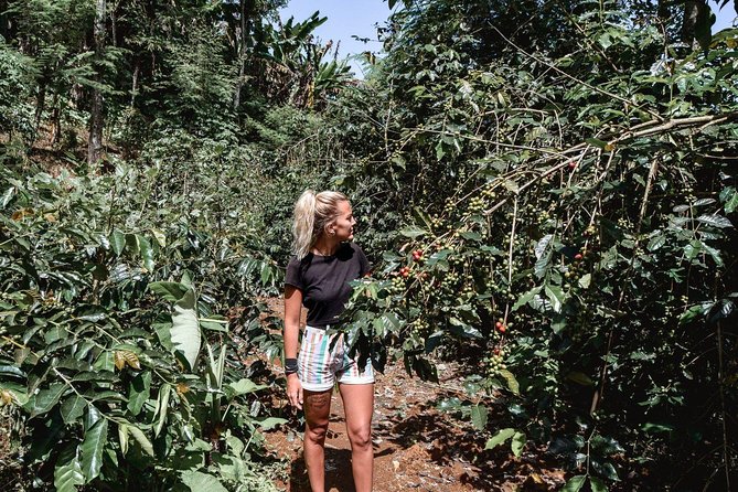 Coffee Tour Experience from Arusha - Practical advice for a better day