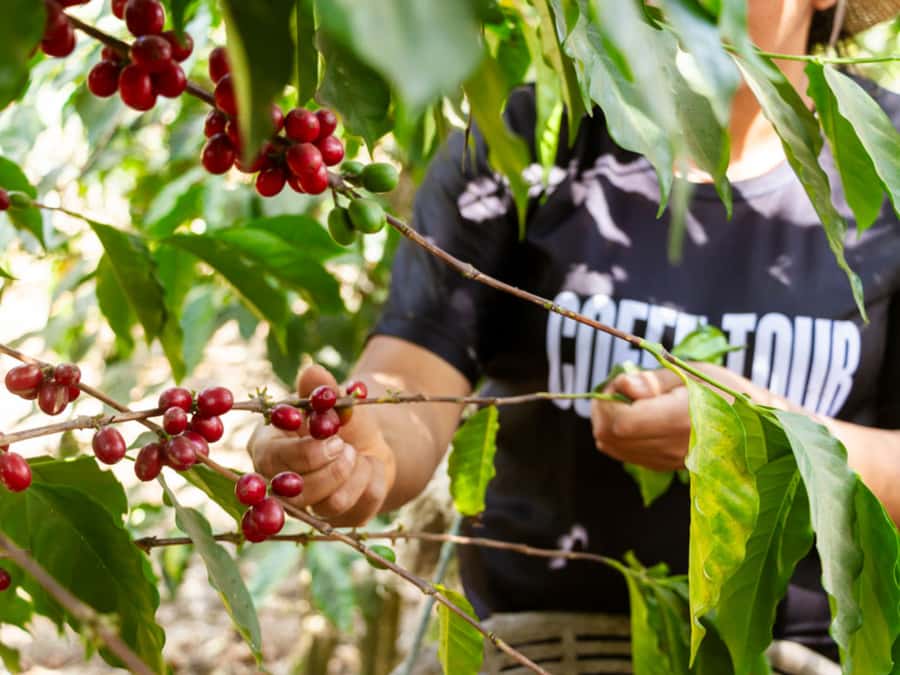 Coffee Tour in Antigua Guatemala - Key points to know before you go