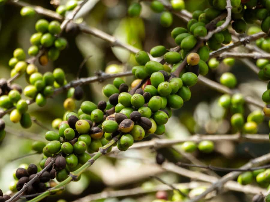 Coffee Tour in Antigua Guatemala - A morning on Guatemala’s coffee route