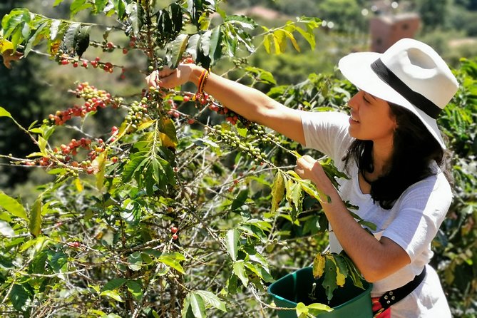 Coffee Tour in the Beautiful Jardin Town: Adventure in the Andes - Why this coffee trip is worth a full day