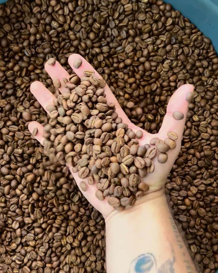 Coffee Tour Salento-Ocaso Farm- English Tour - Into the plantation: harvesting and sowing