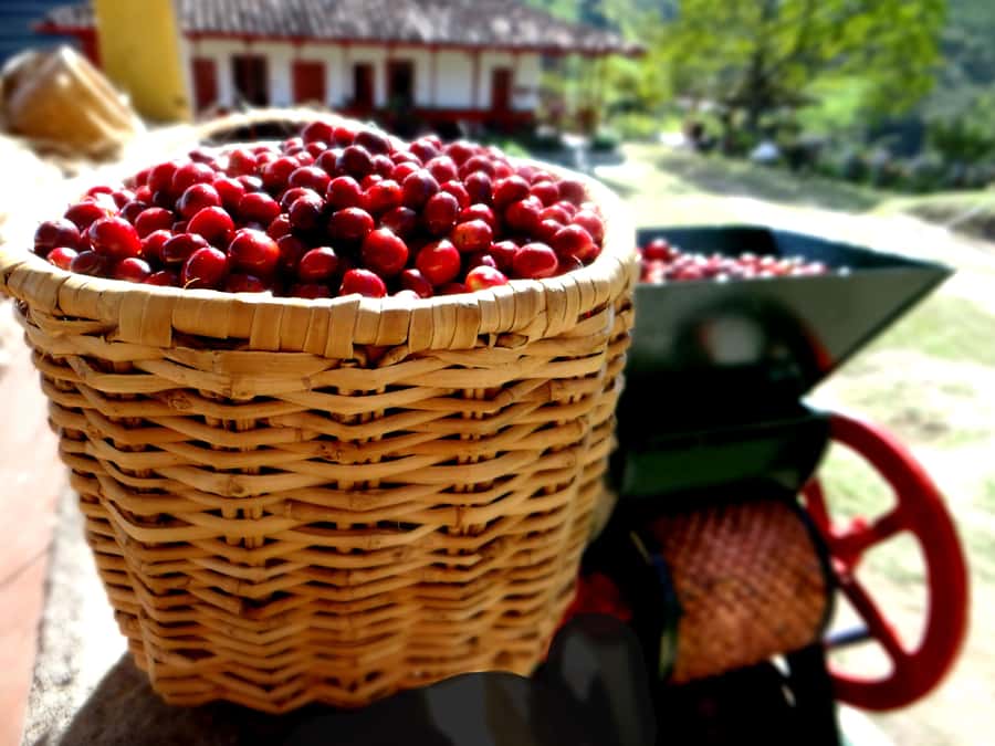 Coffee Tour Salento-Ocaso Farm- English Tour - Compost, crop care, and sustainable production