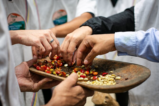 Coffee Tour with arrival on horseback and sugar cane processing - The horseback approach makes the farm feel earned