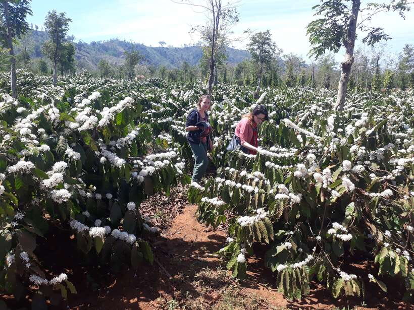 Dalat Countryside Motorbike Day Tour–Coffee Farms & Pagodas - Key points to know before you book