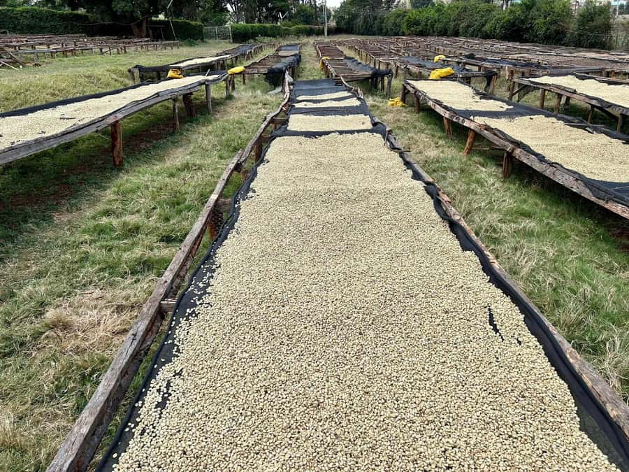 Day Tour to Fairview Coffee Estate From Nairobi - What the $50 price really covers