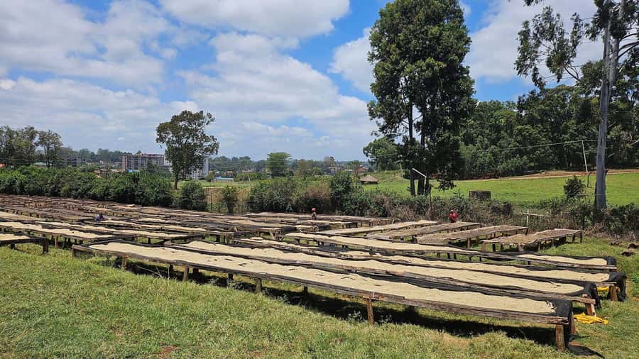 Day Tour to Fairview Coffee Estate From Nairobi - Timing, comfort, and access