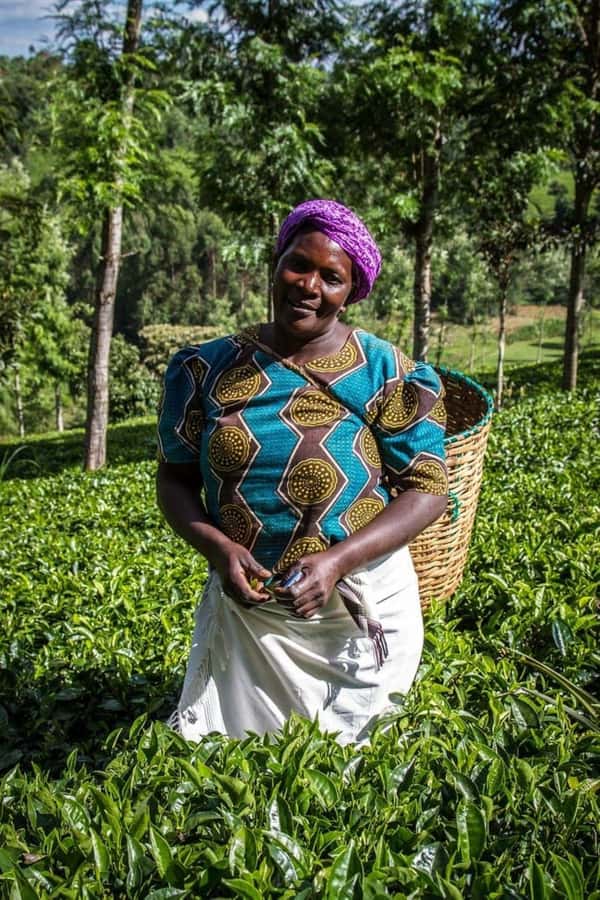 Day Tour to Fairview Coffee Farm - Key points to know before booking