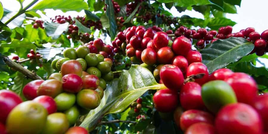 Day Tour to Fairview Coffee Farm - Why Kenyan coffee makes a good short Nairobi outing
