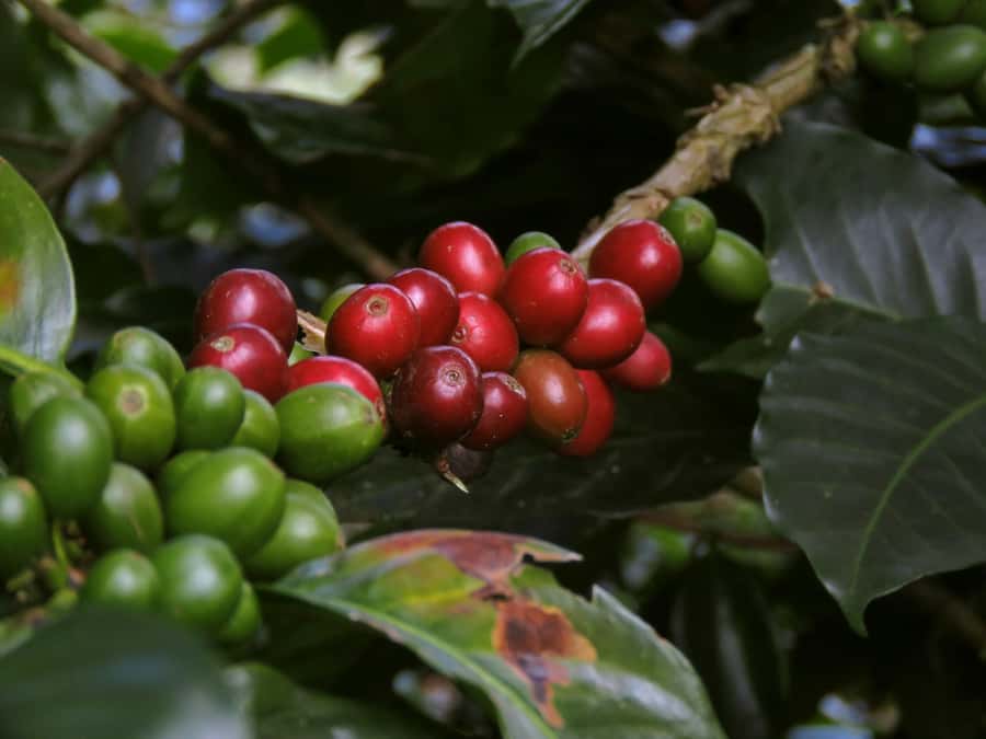 Day Tour to Fairview Coffee Farm - The first stop: Fairview’s farm story