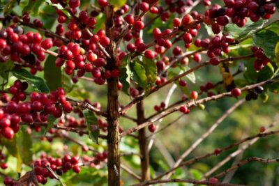 Day Tour to Fairview Coffee Farm