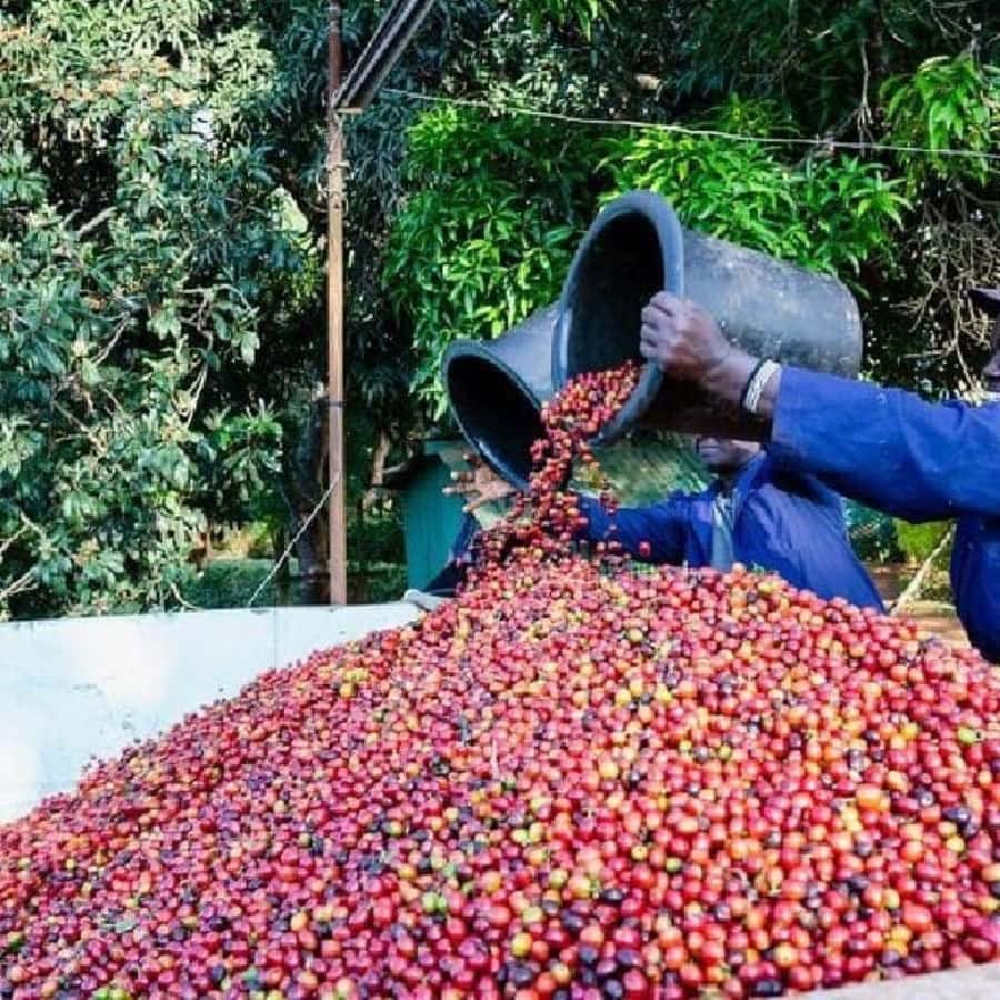 Day Tour to Fairview Coffee Farm - The coffee lab and the roasting stage