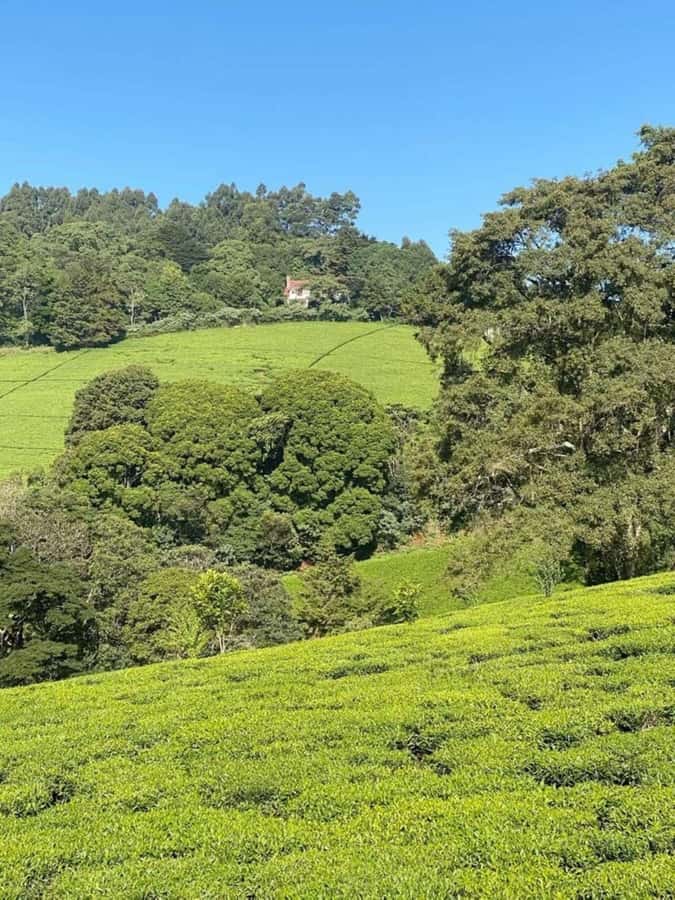 Day Tour to Fairview Coffee Farm - Coffee, cookies, and milk in the garden