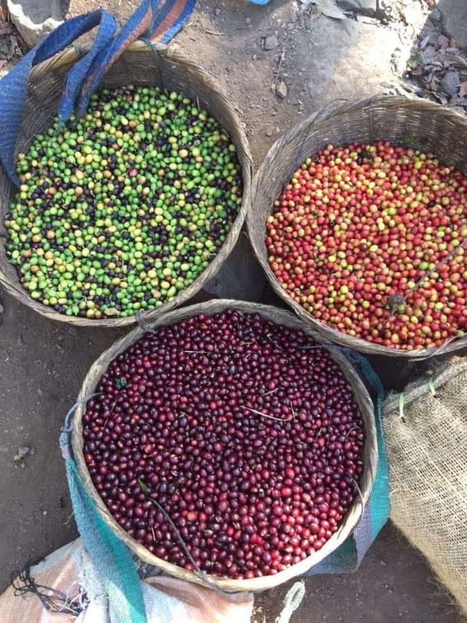 Day Tour to Fairview Coffee Farm - What the $50 price really gives you
